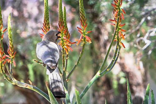 a bird perched on top of a tree branch at Halala Africa Lodge - Eagle Rock Lodge in Malabar