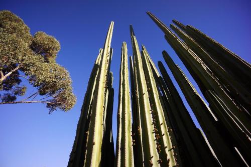 a close up of the top of a palm tree at Halala Africa Lodge - Eagle Rock Lodge in Malabar