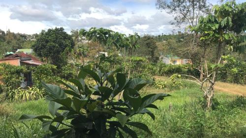 a view of a field of grass and trees at Bao Loc Homestay in Bao Loc