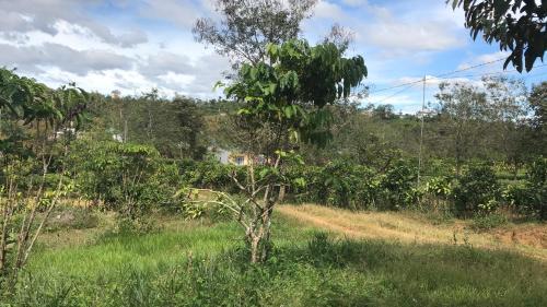 a tree in a field with a house in the background at Bao Loc Homestay in Bao Loc