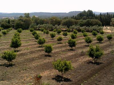 a rows of trees in the middle of a field at La casa di Giovanni e Angela in Alghero