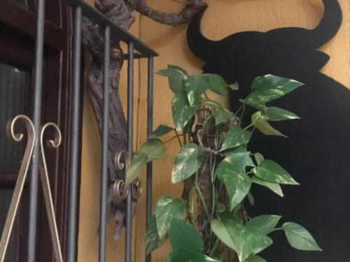 a plant next to a iron gate with a cat on the wall at Hotel Nova Centro in Jerez de la Frontera