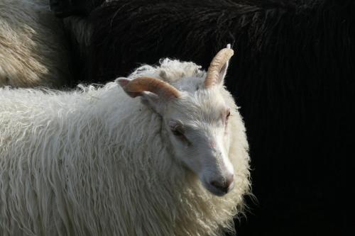 a white goat with horns standing next to a wall at Hotel Smyrlabjörg in Skálafell