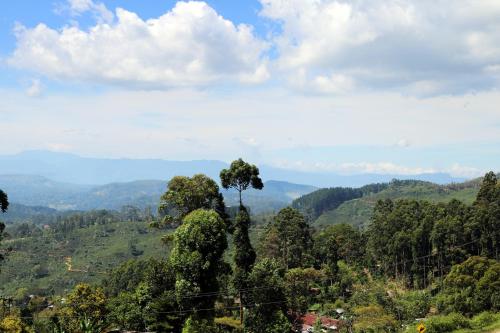 a tree in the middle of a valley at Queens rest inn in Haputale