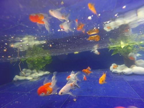a group of goldfish swimming in an aquarium at Hotel Posada Pablo de Tarso in San Patricio Melaque