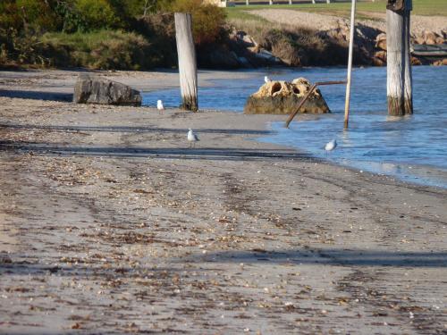 a group of birds standing on the sand near the water at Leander Reef Holiday Park in Port Denison