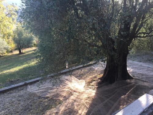 a tree sitting next to a bench in a park at Mas Giro in Le Bar-sur-Loup
