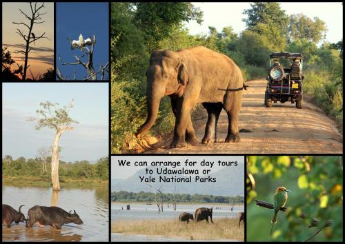 a collage of pictures with an elephant on a road at Lilly House in Unawatuna
