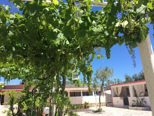 Gallery image of Kimera Beach Apartments in Vieste