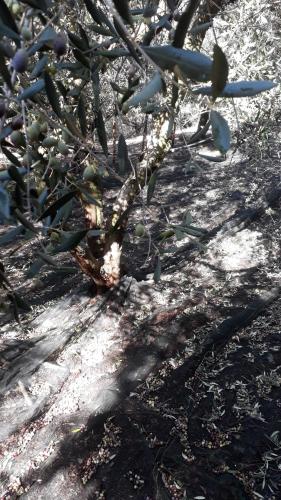 a tree with fruit on it in the ground at B&B Macchia d'Olmo in Capaccio-Paestum