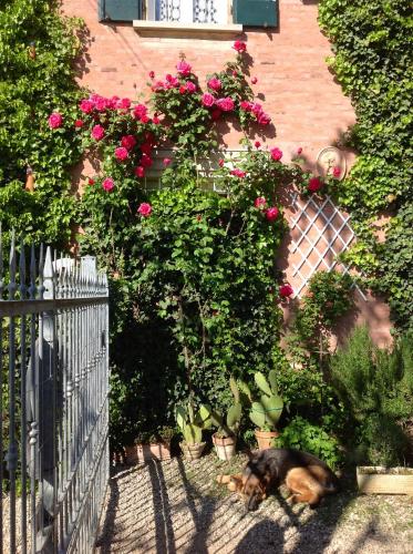 a dog laying in the yard next to a fence with roses at Al Porretto in Madonna della Provvidenza