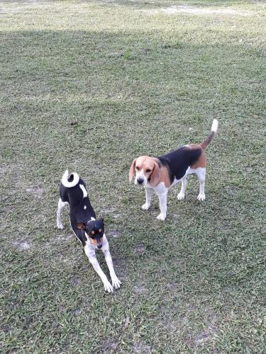 a dog and a cat playing in the grass at Pousada Sitio Parque dos Lençóis in Barreirinhas