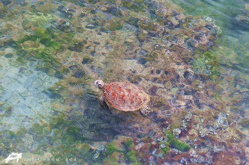 a green sea turtle swimming in the water at True-FDs Inn in Xiaoliuqiu