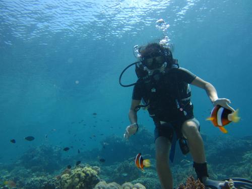 a woman is diving in the ocean at Toke Menjangan in Banyuwedang