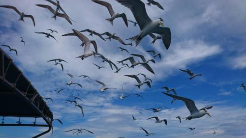 a flock of birds flying in the sky at Beachcastle & Sea View Villa in Magong