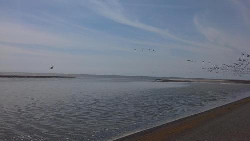 a flock of birds flying over the water on the beach at Noorderzon in Buren