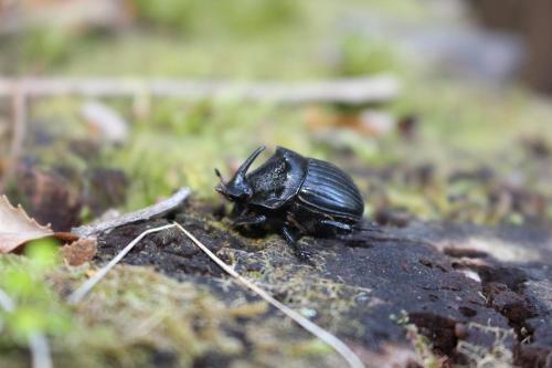 a black beetle is sitting on a rock at Cabaña Rustica Patagonia Chilena in Coñaripe