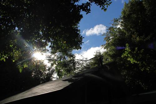 a view of the sun shining through the trees at Cabaña Rustica Patagonia Chilena in Coñaripe
