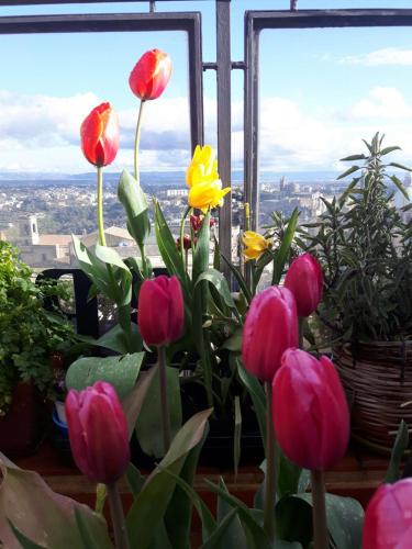 a bunch of pink and yellow flowers in front of a window at Casa tipica siciliana patronale home BedandBreakfast TreMetriSoprailCielo Camere con vista, colazione interna in terrazzo panoramico in Caltagirone