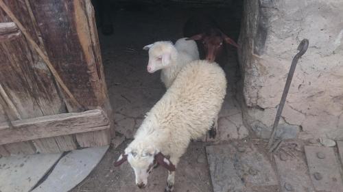 Animales en el hostal o pensión o alrededores
