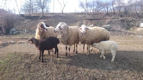a group of sheep standing in a field at Eco Guest House Meghradzor in Meghradzor