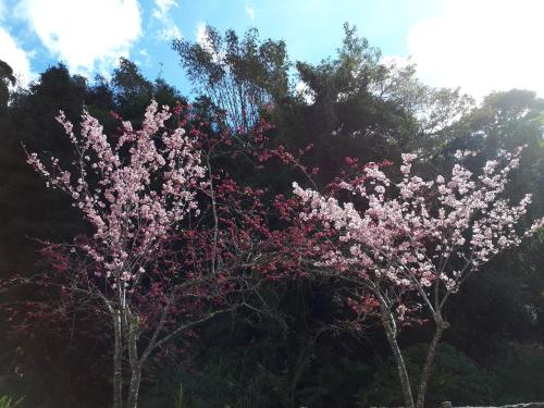 two trees with pink flowers in front of some trees at Dong Bi Villa in Gukeng