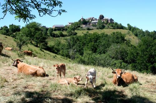 a herd of cows laying in a grassy field at La Vieille Auberge in Saint-Privat-dʼAllier