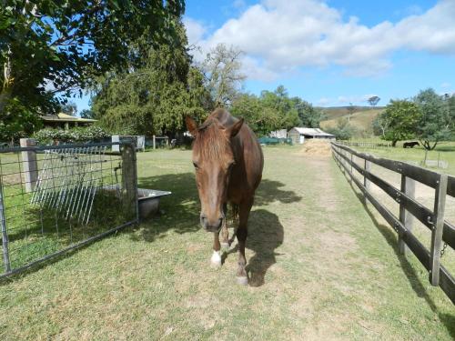 a brown horse standing next to a fence at Glenfield Cottage in Yarck