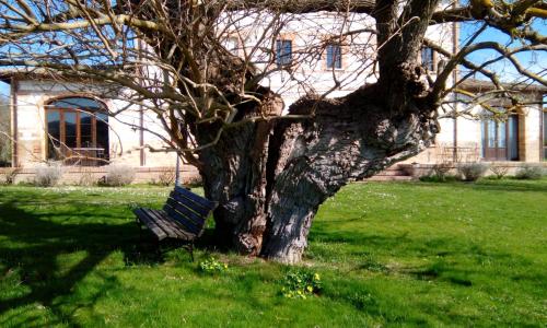 a park bench sitting next to a tree at Parco Ducale Country House in Urbania