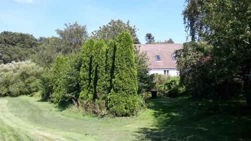 a garden with trees and a house in the background at Feriestedet Skovly in Klemensker