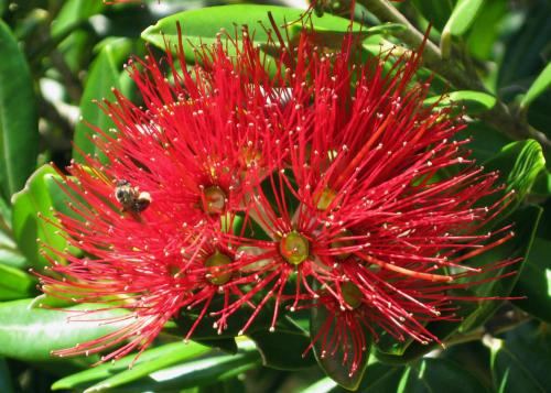 a red flower with a couple of bees on it at Twin Waters Lodge in Collingwood