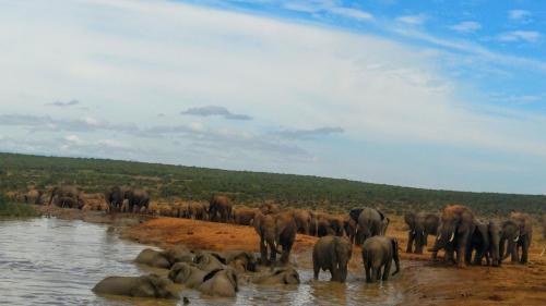 Animales en el lodge o alrededores