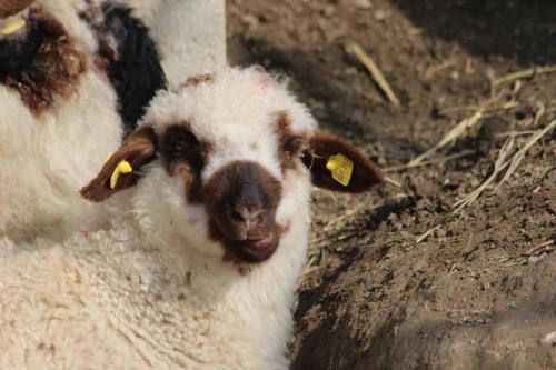a close up of a sheep looking at the camera at OBENauf in Unternalb in Unternalb