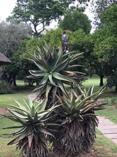 Jardín al aire libre en Chrislin African Lodge