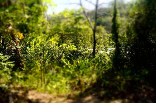 a field of grass with yellow flowers and trees at Villa privada con Jacuzzi Herradura Jaco in Herradura