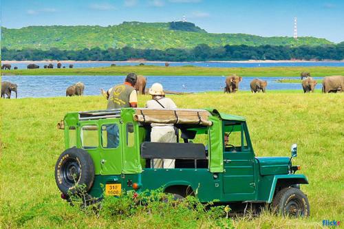 three men standing in a green jeep in a field with elephants at Kings Village Sigiriya in Sigiriya