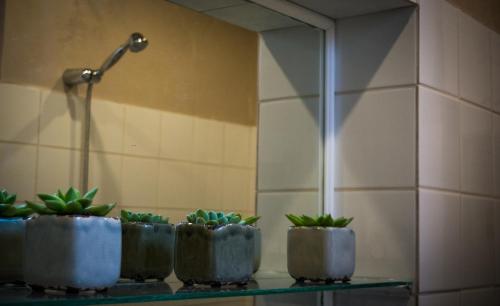 a group of potted plants sitting on a glass shelf at The Dutchies' apartment in Plovdiv