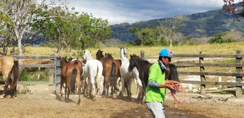 a man standing in front of a group of horses at Hotel Hacienda El Rodeo in Rodeo