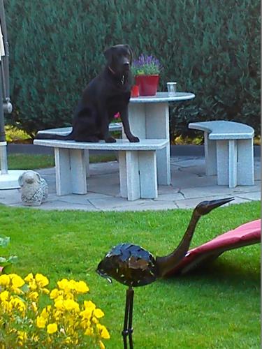 a black dog sitting on a picnic table at Zimmer Schmitz in Anschau