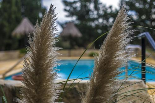 a field of tall grass in front of a pool at Ta' Bertu Host Family Bed & Breakfast in Ħal Far