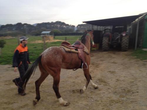 a man walking a horse down a dirt road at Agriturismo Cannavota in Follonica