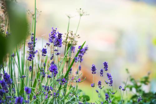 a bunch of purple flowers in a garden at Landhaus Moser in Leutschach