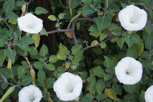 a group of white flowers on a tree at Residence Al Lago in Castiglione del Lago