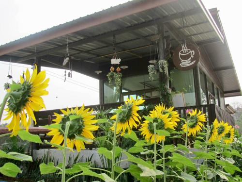 a group of sunflowers in front of a building at Baan Thung Home Stay in Prasat
