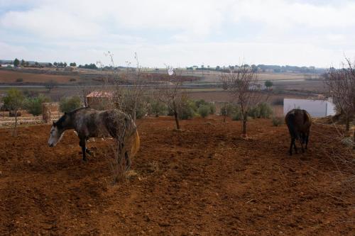 two horses are standing in a dirt field at El Retiro de Cervantes in Ossa de Montiel