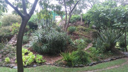 a garden with a bunch of plants and trees at "Dulces Sueños" in Cochabamba