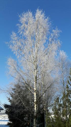 a tree covered in snow in front of a blue sky at Simon tupa Kauhajoki in Kauhajoki