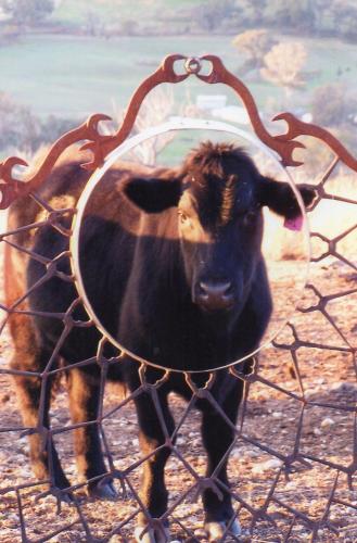 a cow standing behind a fence with a mirror at Inspiring Views B&B in Wodonga