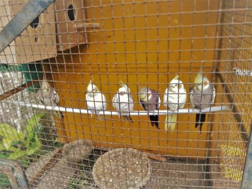 a group of birds sitting on top of a cage at El Casa Homestay in Cochin