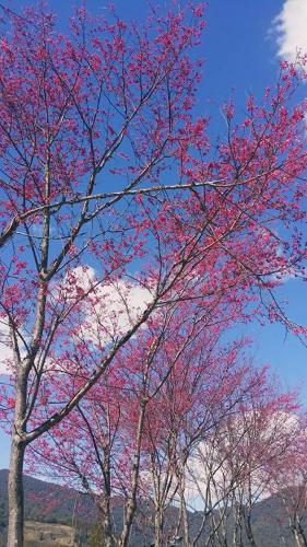 a group of trees with pink flowers on them at The fairy land - Lala Mountain in Fuxing